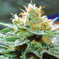 (Bild für) Amnesia x Buddha Kush fem