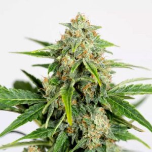 (Bild für) Amnesia CBD Pure Auto