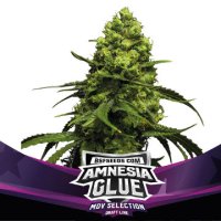(Bild für) Amnesia Glue