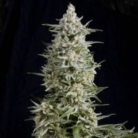 (Bild für) Amnesia Gold female