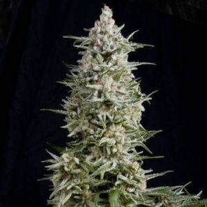(Bild für) Amnesia Gold female