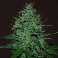 (Bild für) Amnesia Haze Auto feminized