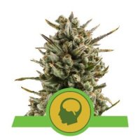 (Bild für) Amnesia Haze Auto feminized