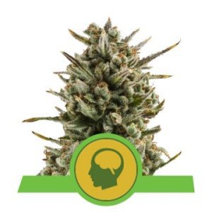 (Bild für) Amnesia Haze Auto feminized