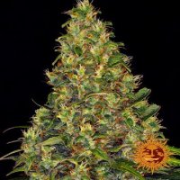 (Bild für) Amnesia Haze [Auto]