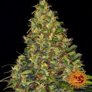 (Bild für) Amnesia Haze [Auto]