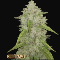 (Bild für) Amnesia Haze Auto fem