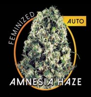 (Bild für) Amnesia Haze Auto fem
