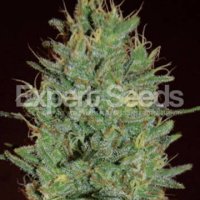 (Bild für) Amnesia Haze feminized