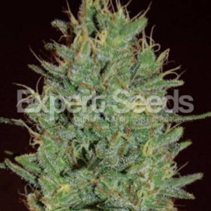 (Bild für) Amnesia Haze feminized