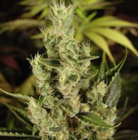 (Bild für) Amnesia Haze