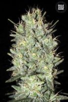 (Bild für) Amnesia Haze female