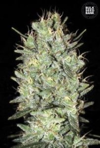(Bild für) Amnesia Haze female