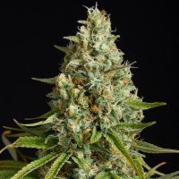 (Bild für) Amnesia Lemon
