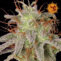 (Bild für) Amnesia Lemon