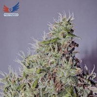 (Bild für) Amnesia Mistery fem