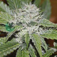 (Bild für) Amnesia Ryder Auto