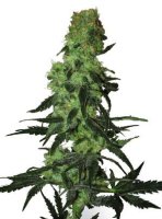 (Bild für) Amnesia White