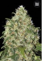 (Bild für) Amnesia Platinum female