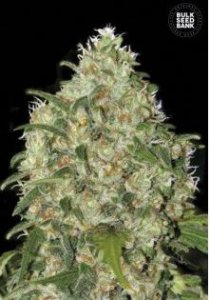 (Bild für) Amnesia Platinum female
