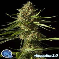 (Bild für) Amnesika 2.0 fem