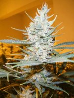 (Bild für) Amphetamine Auto fem