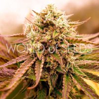 (Bild für) Appalachian Kush Early