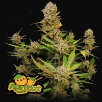 (Bild für) Apricot Auto fem