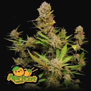 (Bild für) Apricot Auto fem