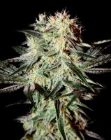 (Bild für) Arjans Strawberry Haze female