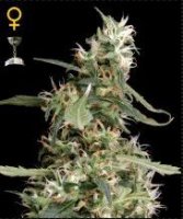 (Bild für) Arjans Ultra Haze #1 female