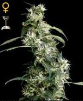 (Bild für) Arjans Ultra Haze #2 aka Mango Haze female
