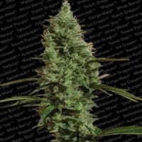 (Bild für) Atomical Haze fem
