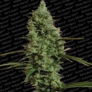 (Bild für) Atomical Haze fem