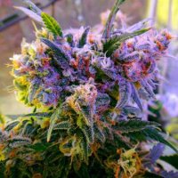 (Bild für) Aurora Indica
