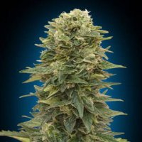 (Bild für) Auto Afghan Mass XXL fem