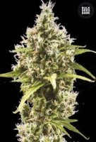 (Bild für) Auto Amnesia Haze female