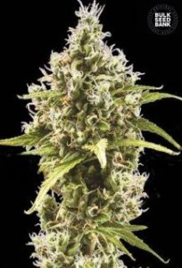 (Bild für) Auto Amnesia Haze female