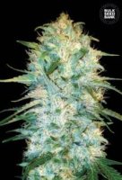 (Bild für) Auto Amnesia Platinum female