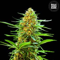 (Bild für) Auto Banana Monkey female