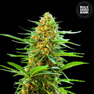 (Bild für) Auto Banana Monkey female