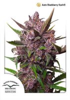 (Bild für) AutoBlackberry Kush