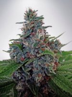 (Bild für) Auto Blue Amnesia fem