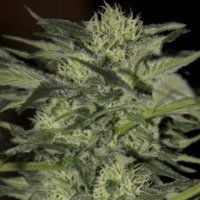 (Bild für) Auto Blue female