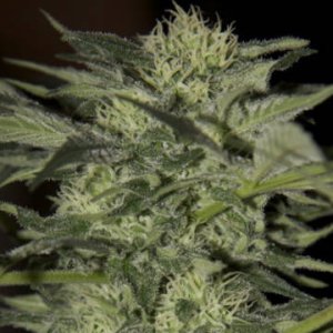 (Bild für) Auto Blue female