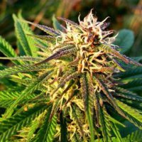 (Bild für) Auto Blue Mystic