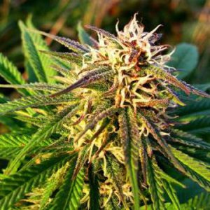 (Bild für) Auto Blue Mystic