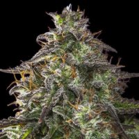 (Bild für) Auto Blueberry Cheesecake
