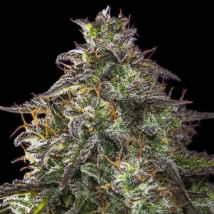 (Bild für) Auto Blueberry Cheesecake