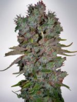 (Bild für) Auto Blueberry Domina fem